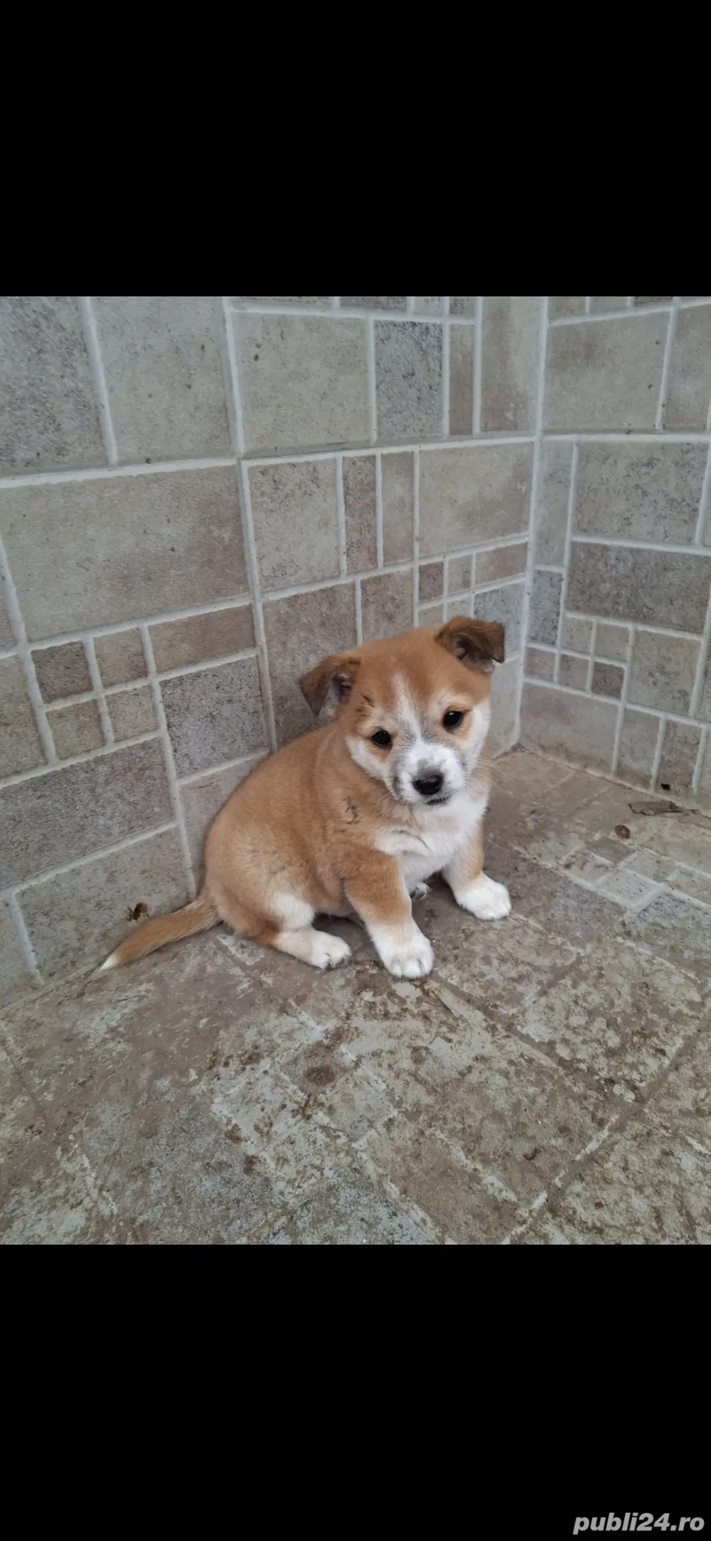 Donez cățeluș ( baiat )