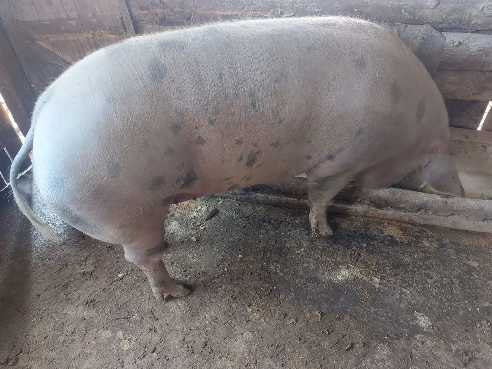 Porci pietrain de vanzare