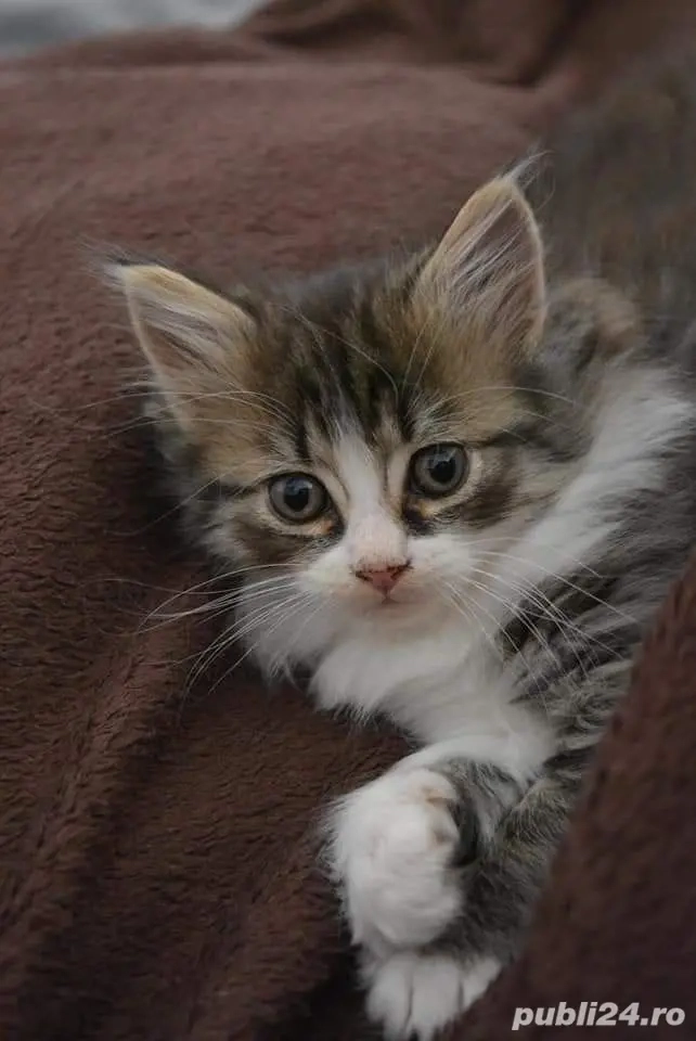 Siberiana de Pădure 