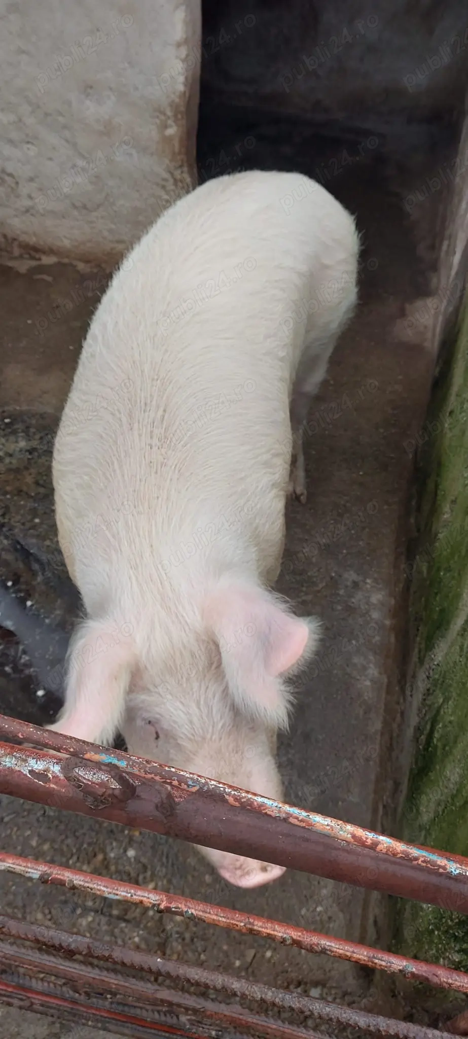 De vânzare, 14 lei kg