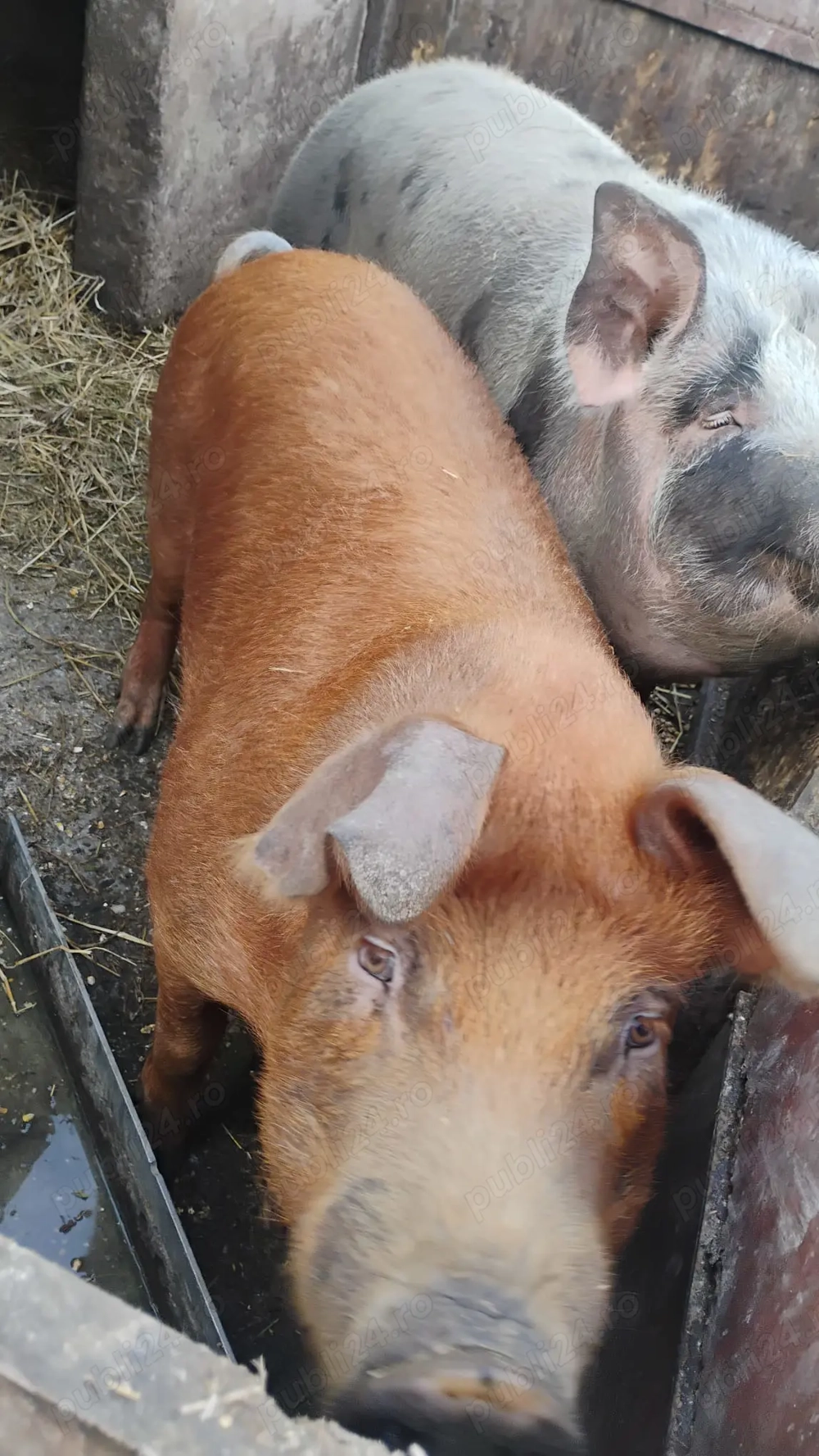 Vand porc crescut cu hrana bio