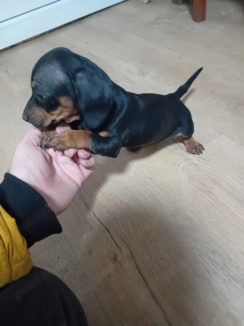 Vând cățelușa 1 luna 3 zile