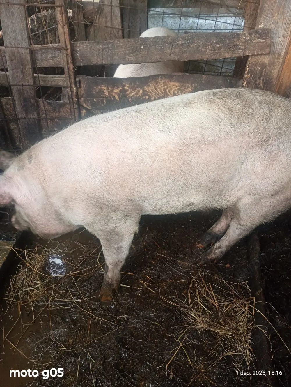 Porc de Crăciun 180kg 