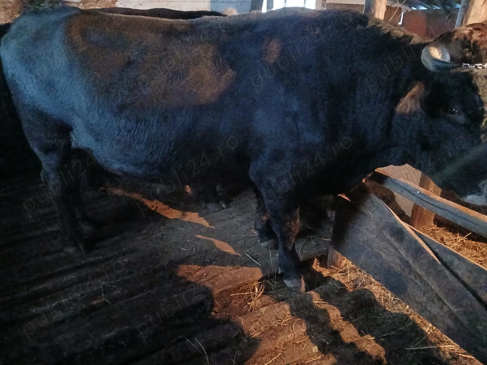 vand taur si 2 vitei