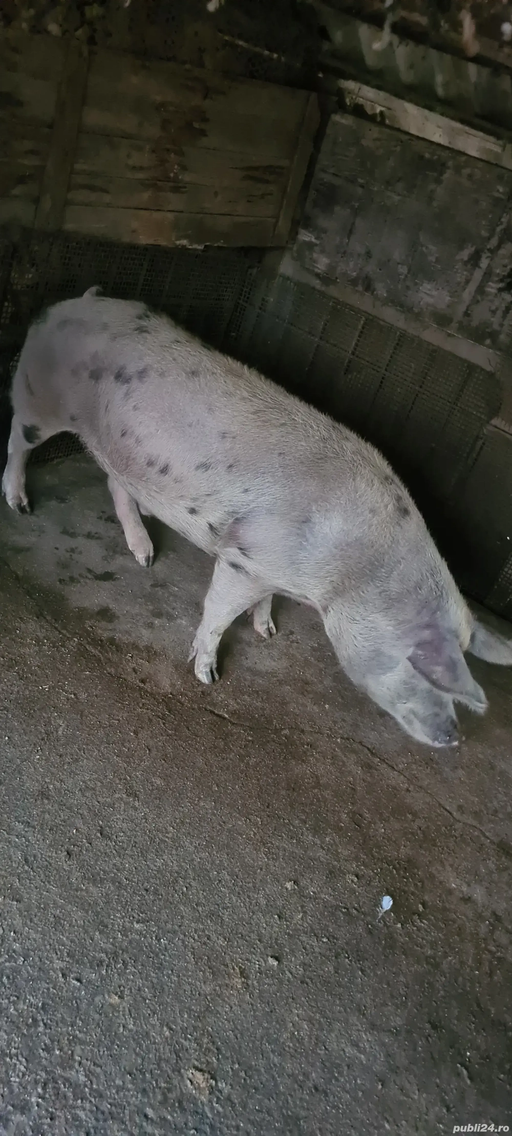 vând porc duroc 180 190 kg 14 lei kg în viu