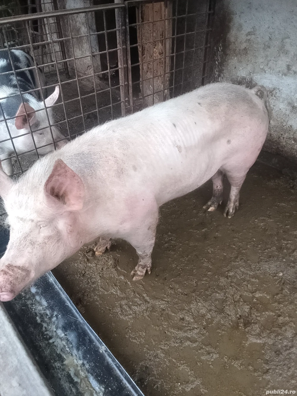 Vând una din două la alegere 