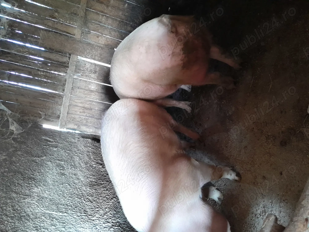 De vânzare porci de curte