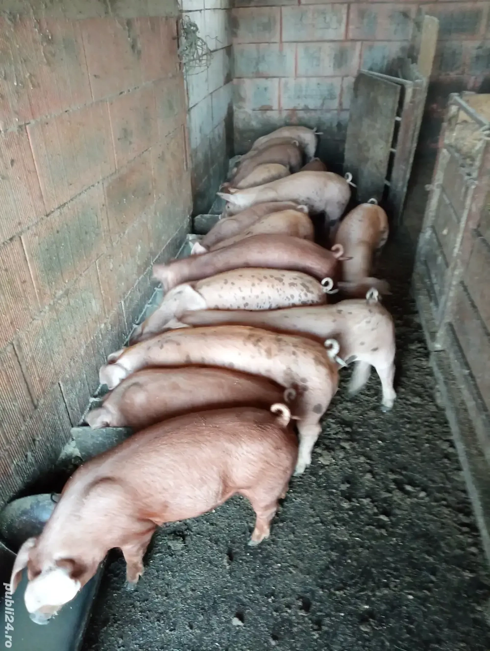 Grăsuni de vanzare Duroc