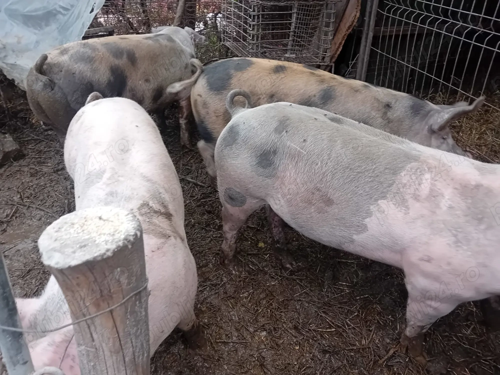 porci vânzare 