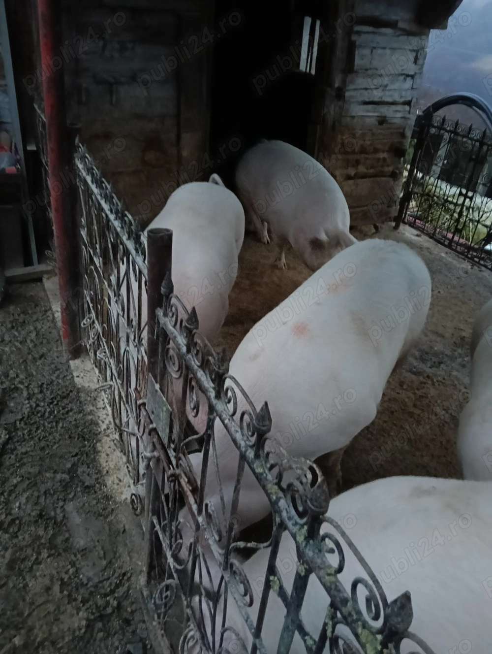 Vând porci 120-200 kg