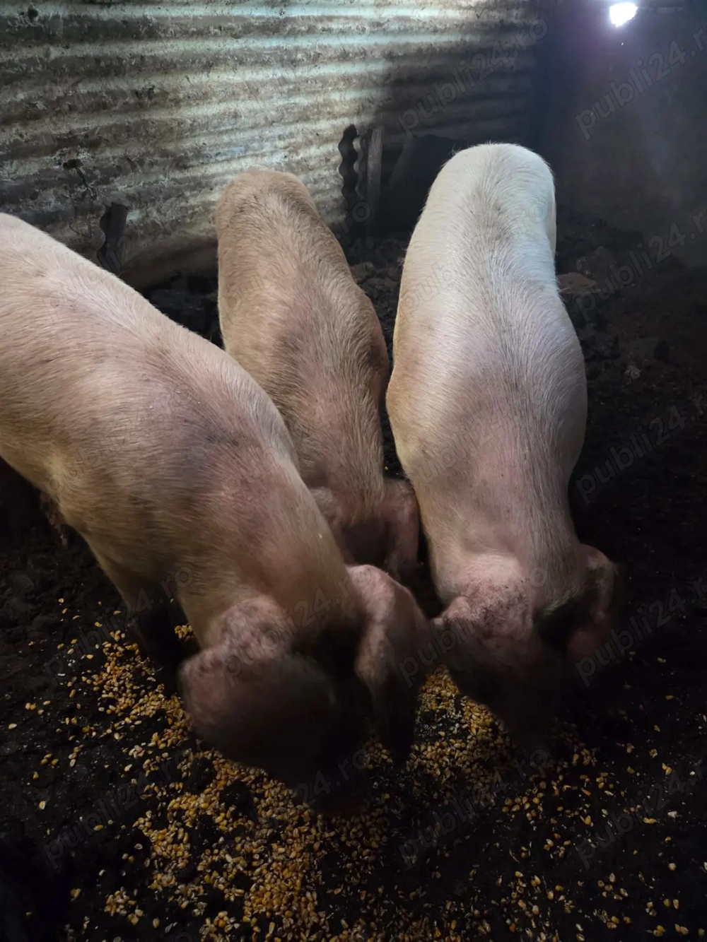 Vand porci marele alb