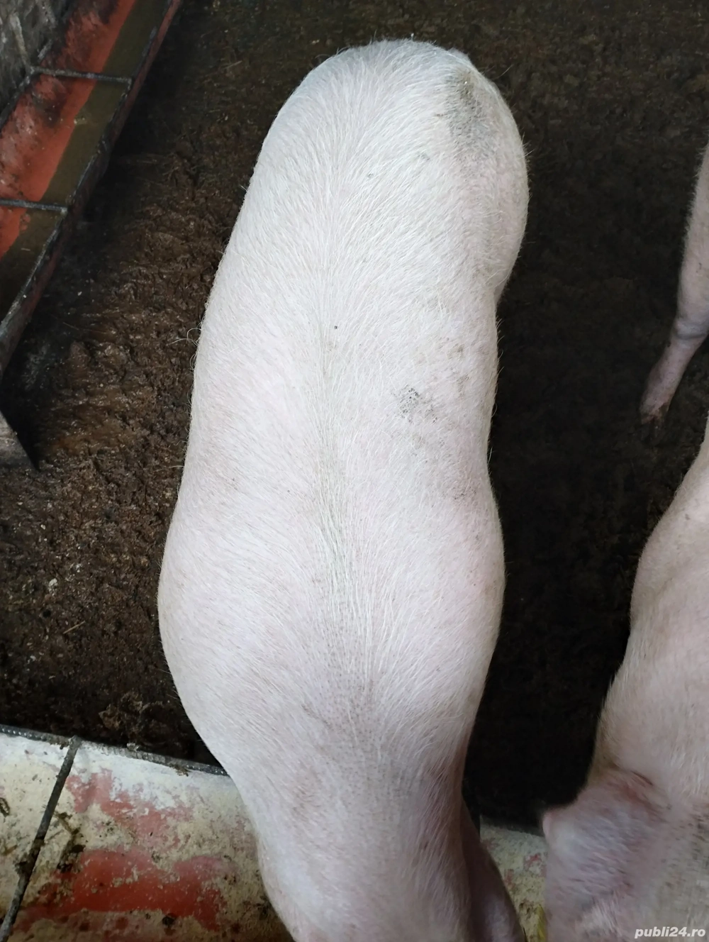 Porci       