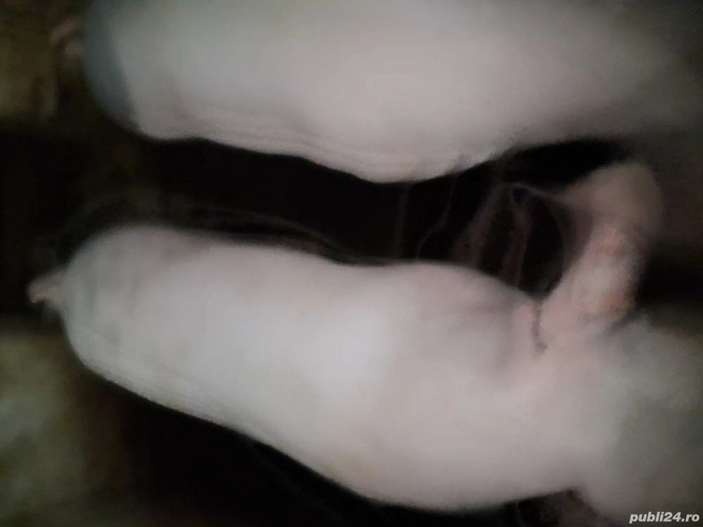 porci de vinzare marele alb o scrofita si un mascure amindoi castrati de 130si140kg   