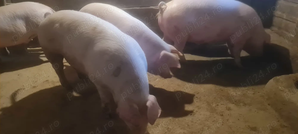 Porci de țară 100-120 kg
