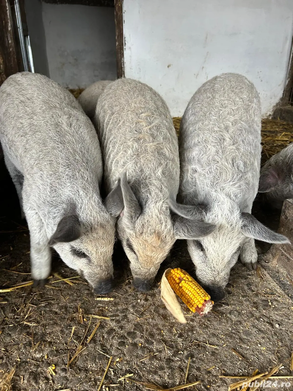 Purcei mangalita rasa pura 