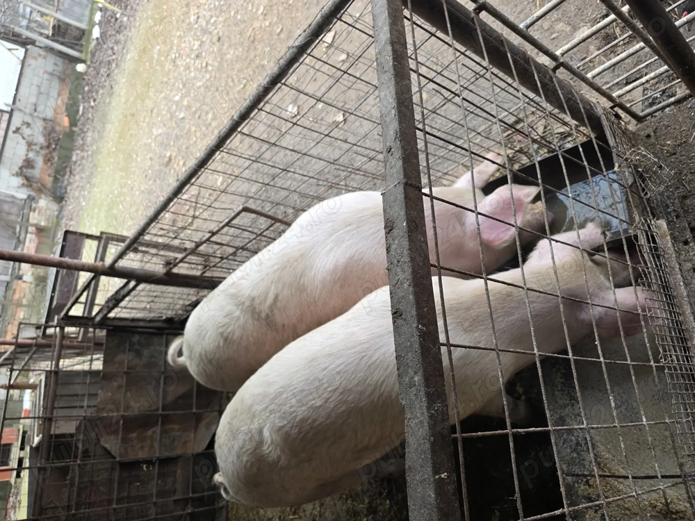 Vând porci între 130 și 150 Kg crescuți la țară,fără concentrate soiul marale alb.