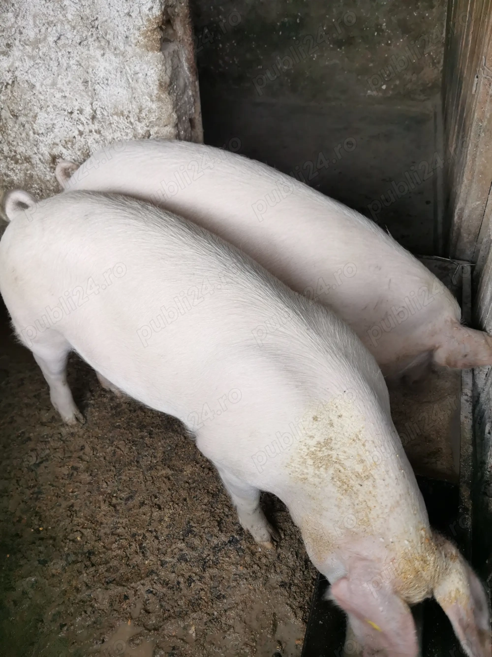 Vând scrofite și 1 scroafa de 300 kg 