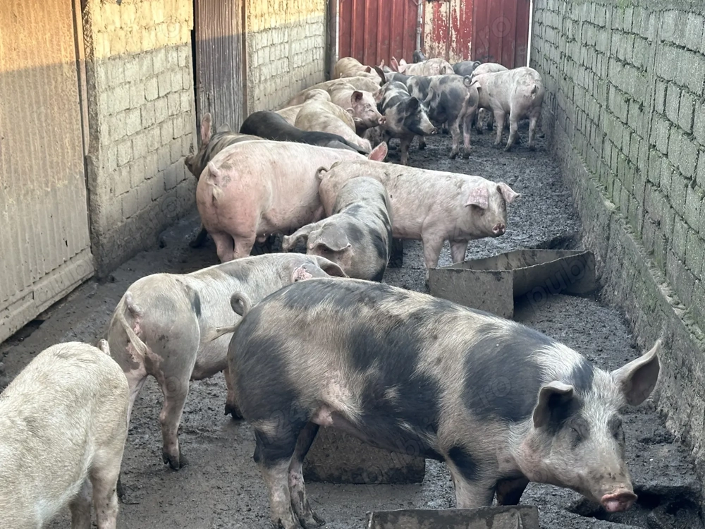 Purcei crescuti bio 100-180 KG , Pret 15-17 lei KG