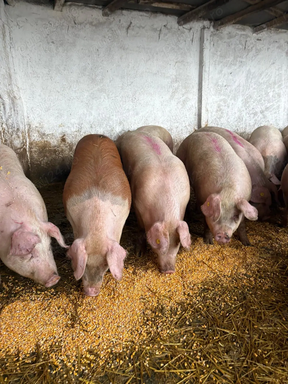 Doar 14 lei kg porci pentru craciun