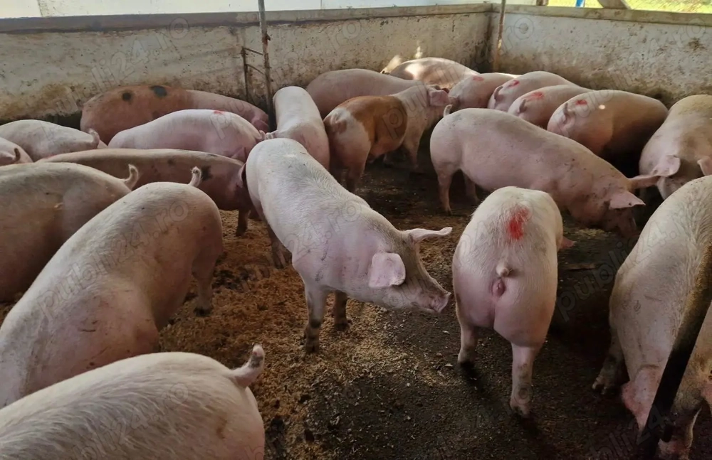 Porci 100-160kg Constanta! SUPER PRET