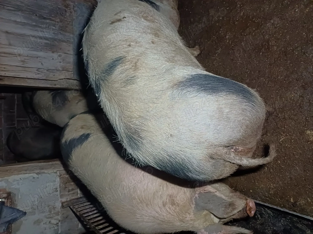 Vând porci de tăiat 