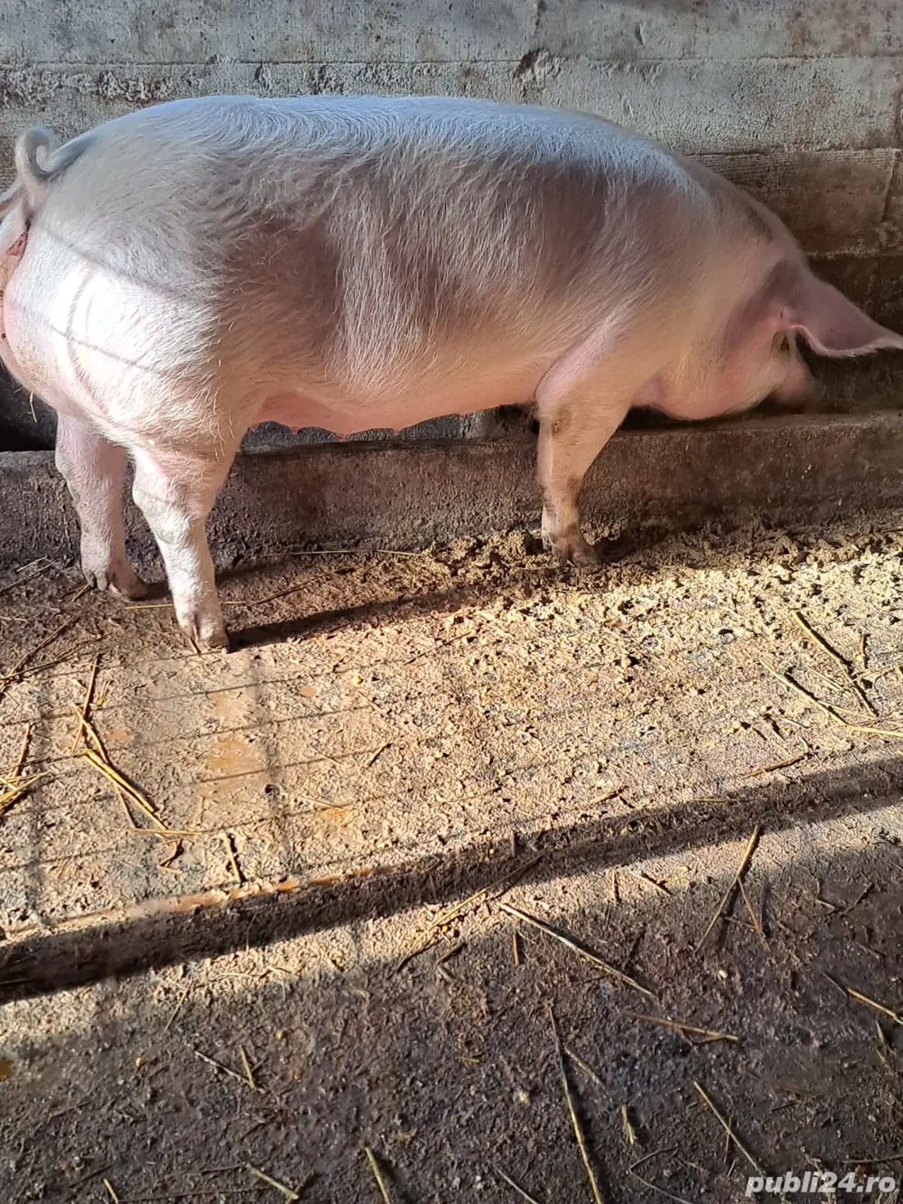 vand porci rasa de carne 