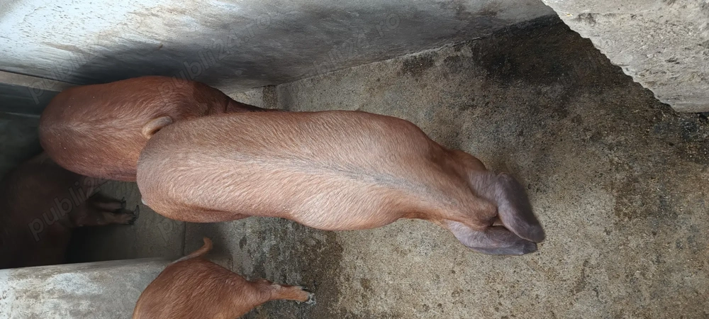 Scofita duroc de vanzare 