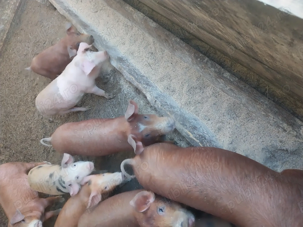 Vând purcei mănâncă uscat 