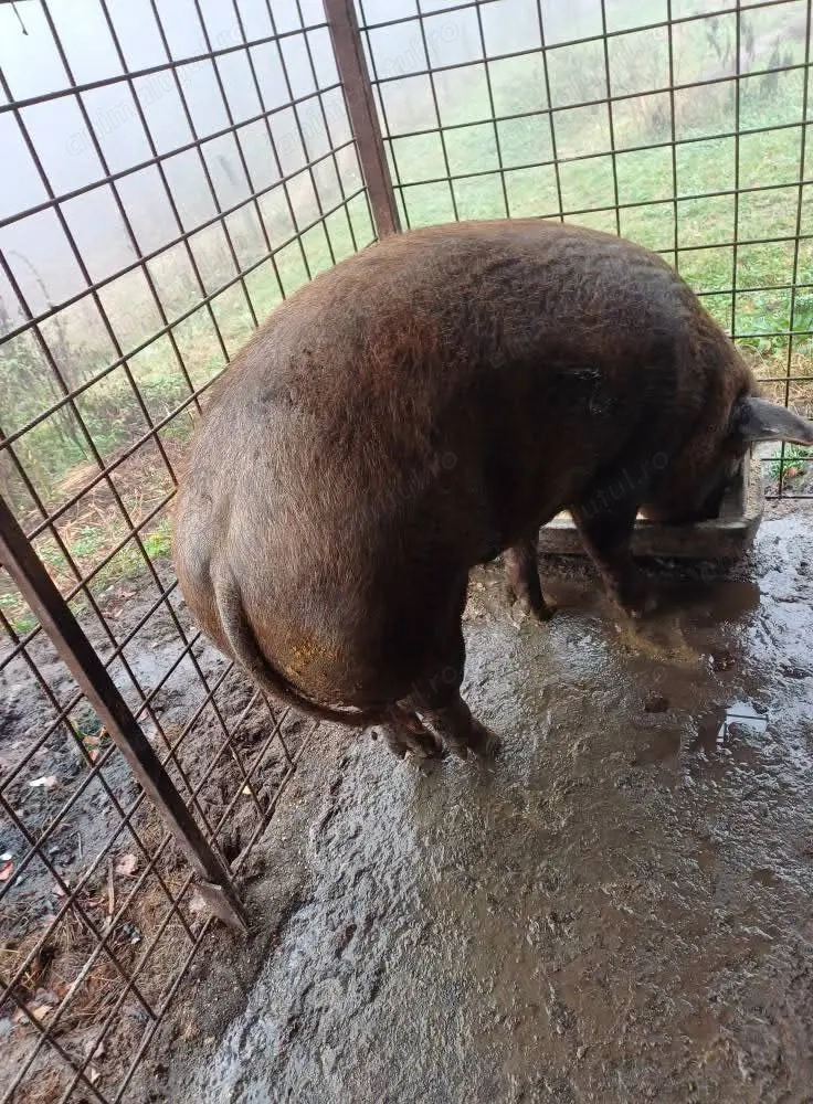 Se vinde, de tăiat porc de 260 kg sau tatai cu 25 lei kg împărțit in 4 spata si pulpa