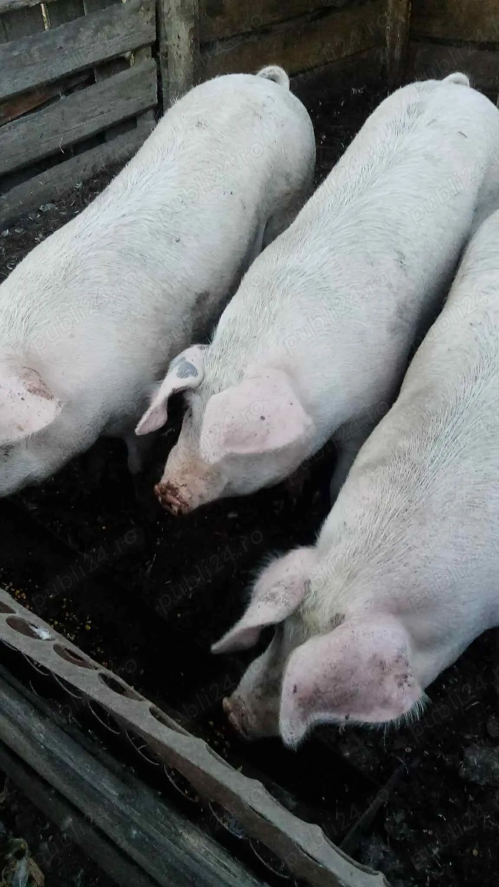 Porci mari de vanzare