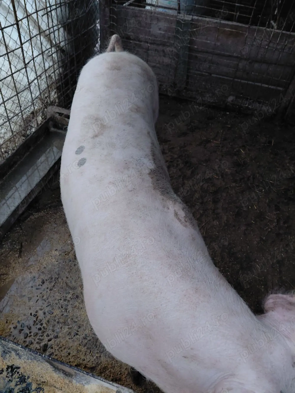 Vand porc lands 110-130 kg la 16 ron 