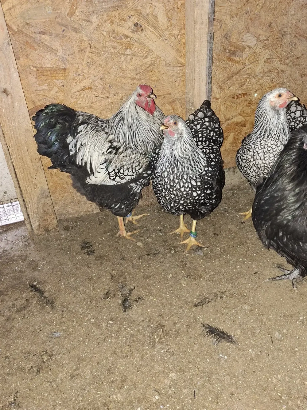 Gaini wiandotte de vanzare