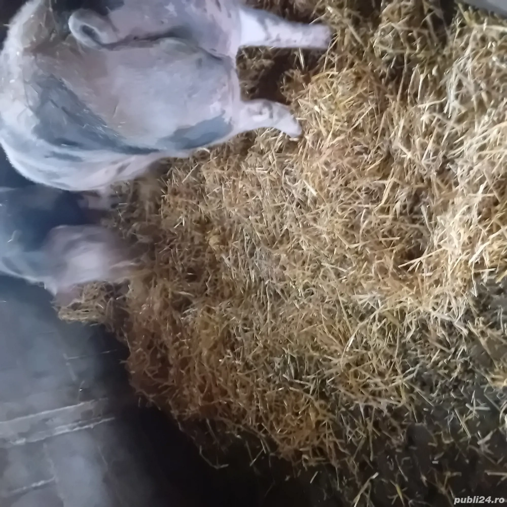 disponibil pentru cei interesați 