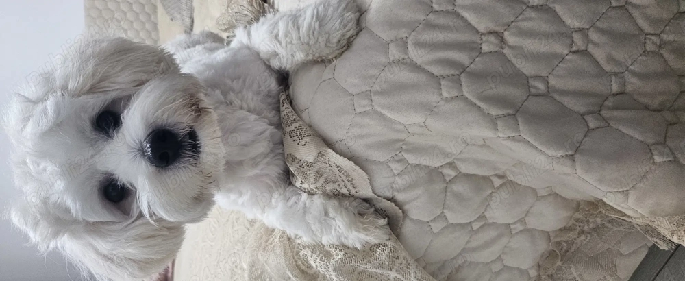 Vand catel bichon maltese