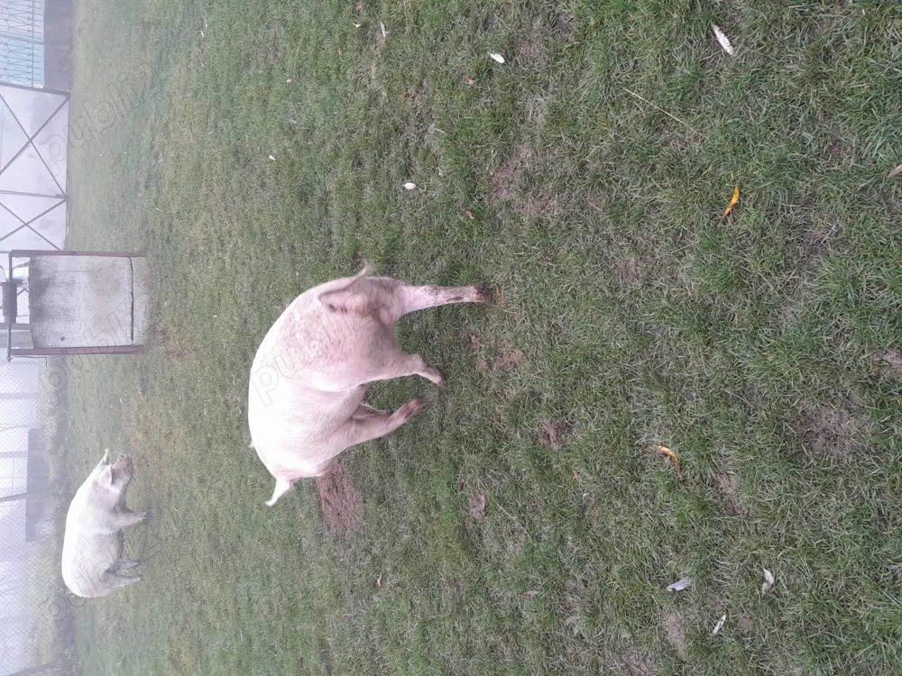 Vând  porci  crescuți  bio 