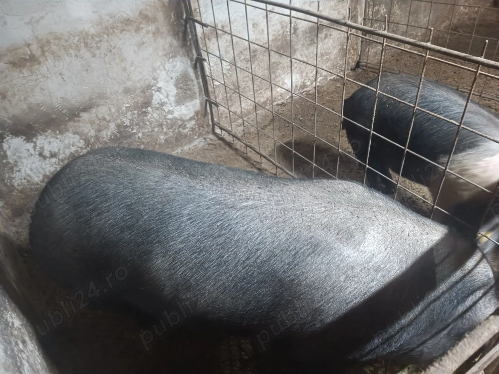 Vând porci crescuți în gospodărie 