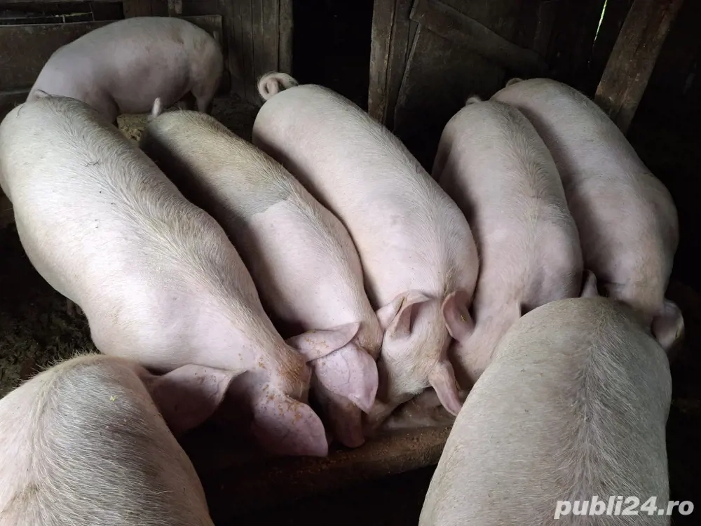 porci de vanzare 