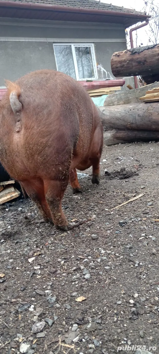Scroafa disponibila 