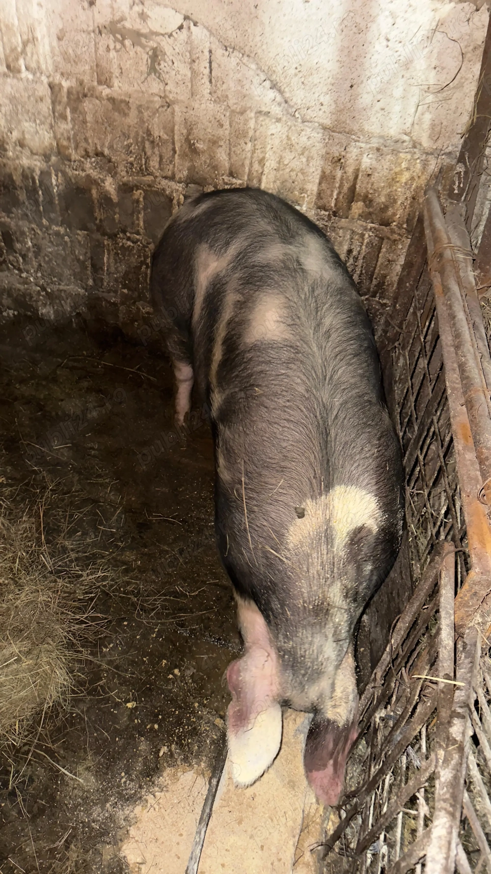 Porc gras rasa pietraine 