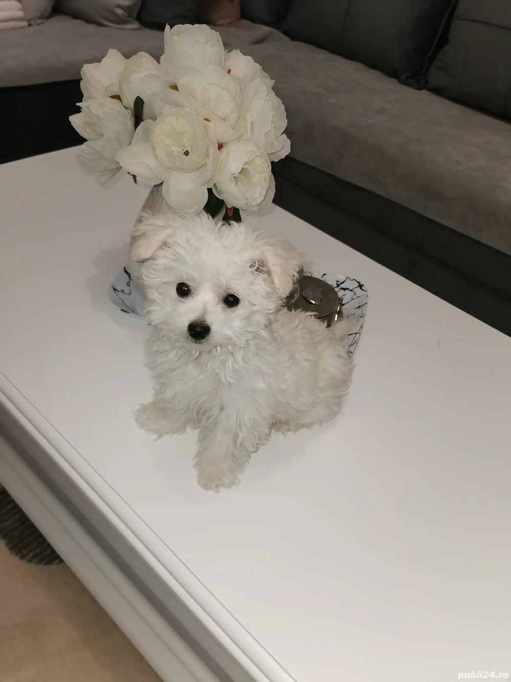 Bichon Bolognese  băiețel toy