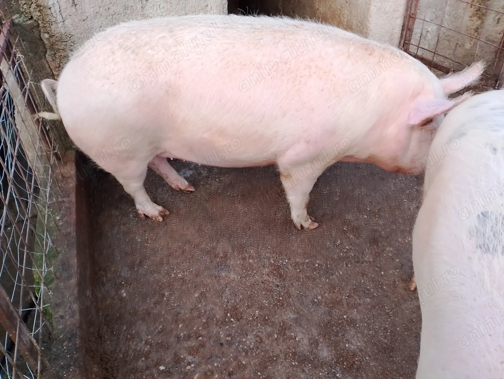 Vând porcii între 270-290kg porcii de țară crescuți natural 