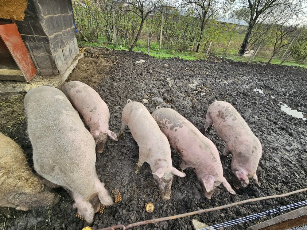 Porc de casa pentru masa de Crăciun 