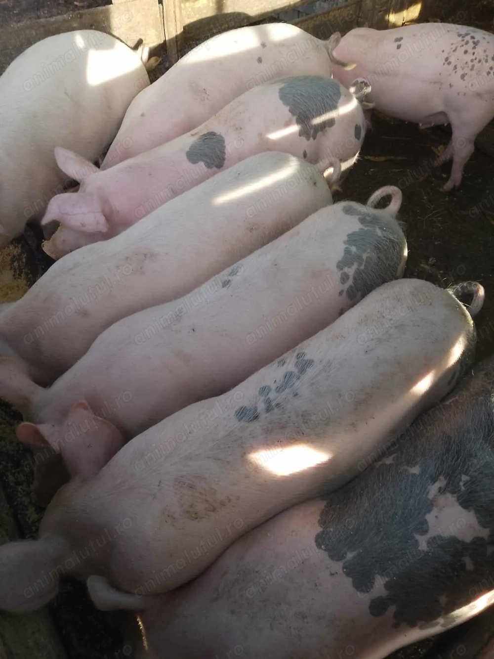 Porci de vânzare de toate marimile