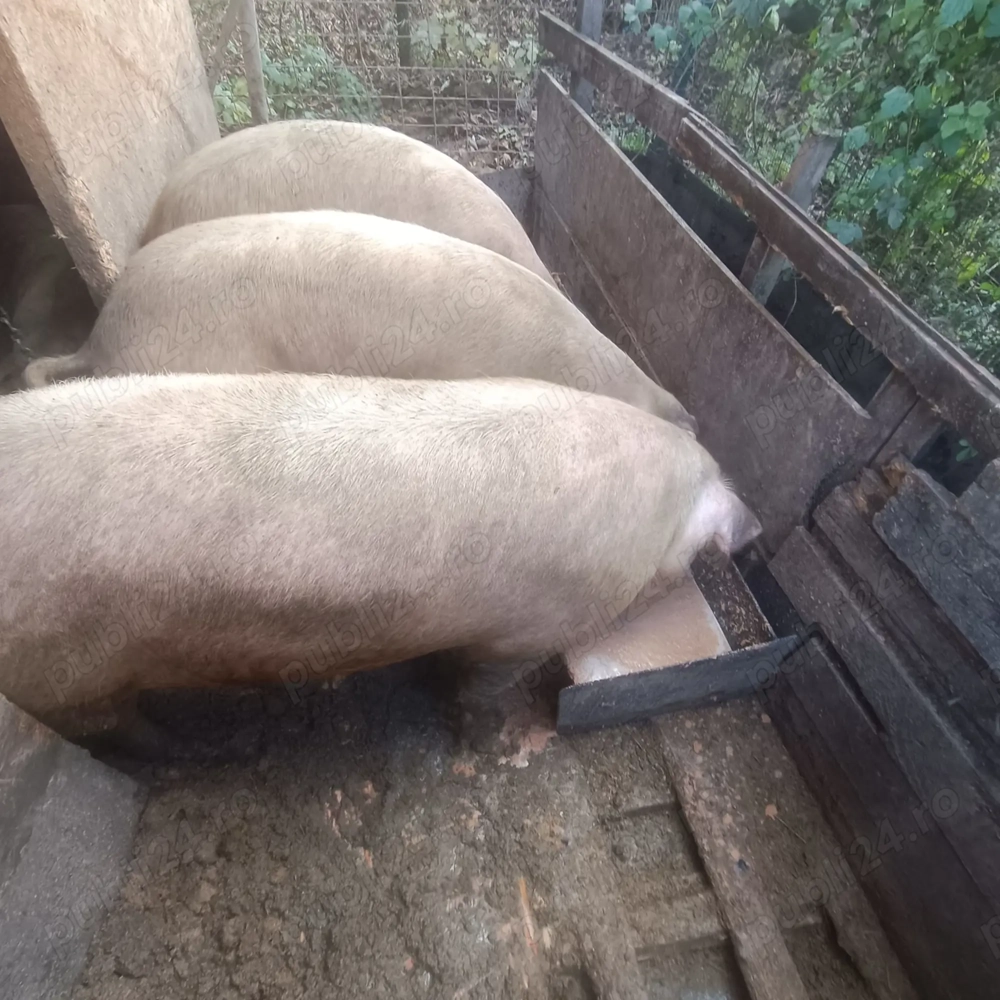 Vând porci crescuți natural