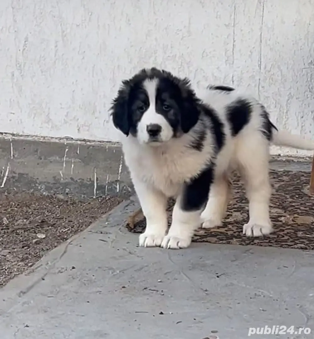 Femela Ciobănesc de Bucovina 