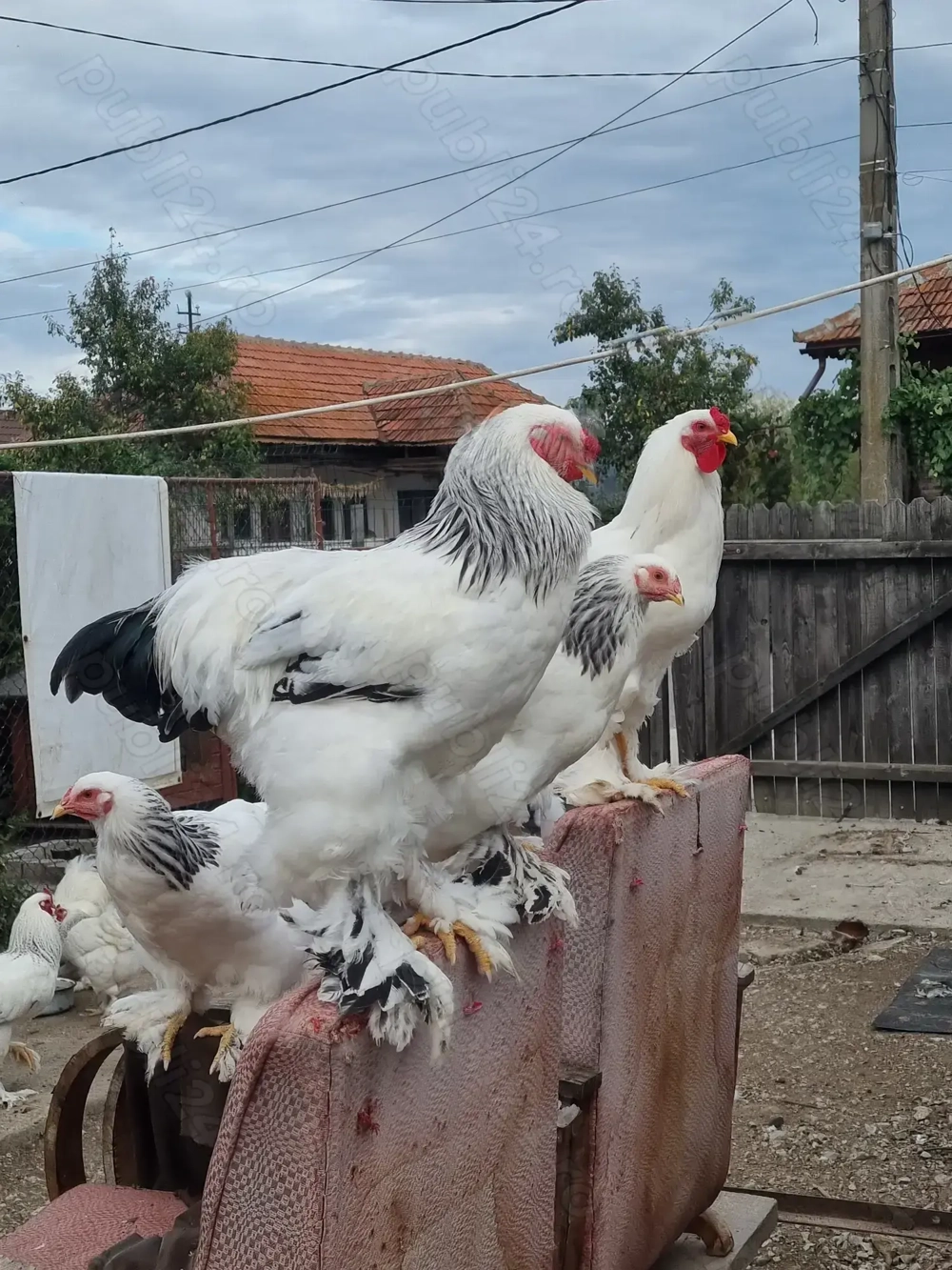 Cocosi brahma talie mare martie 2025