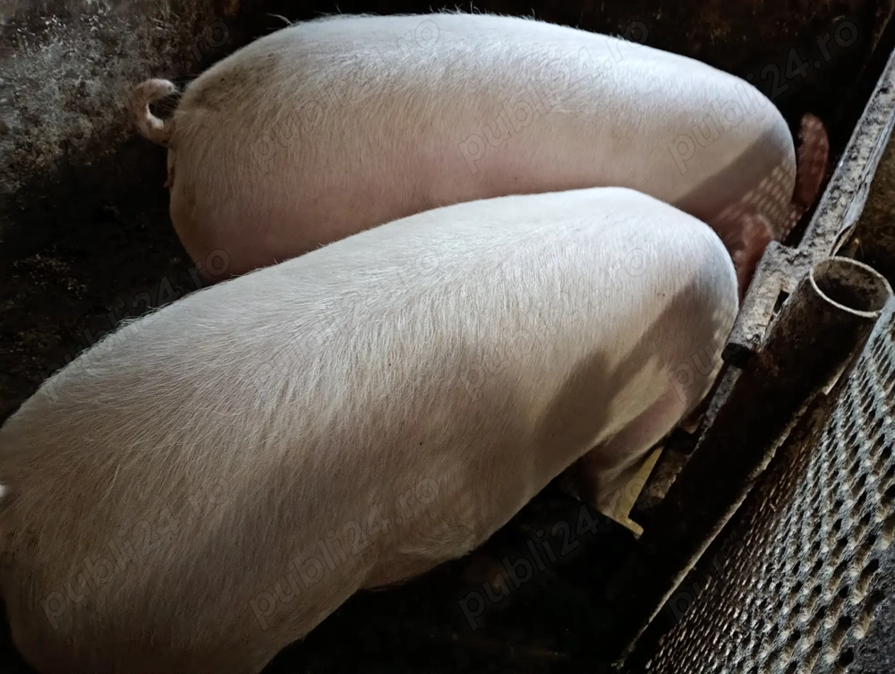 Porci 150 200si180 230