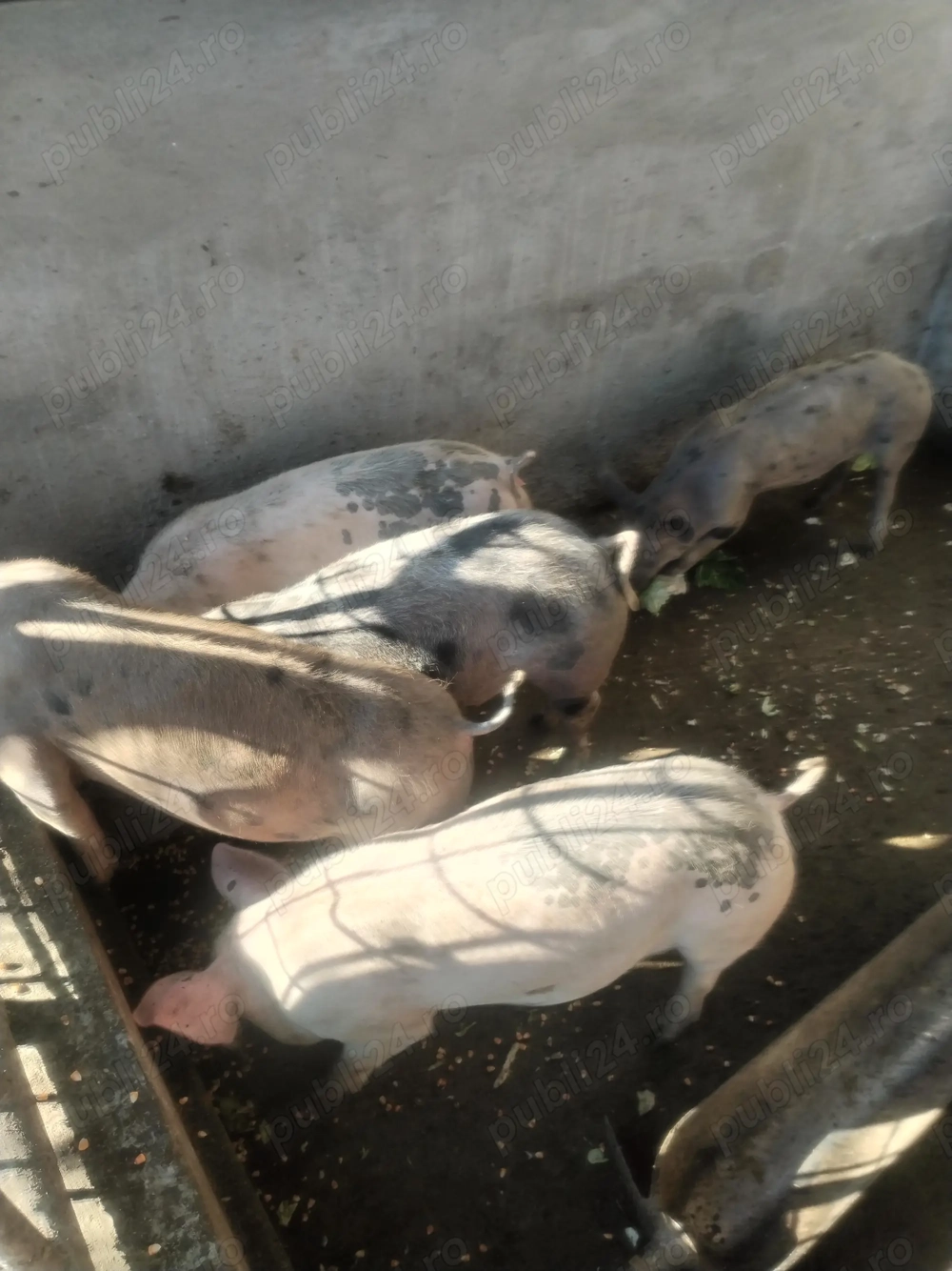 Porci de rasă pietrean și landras 