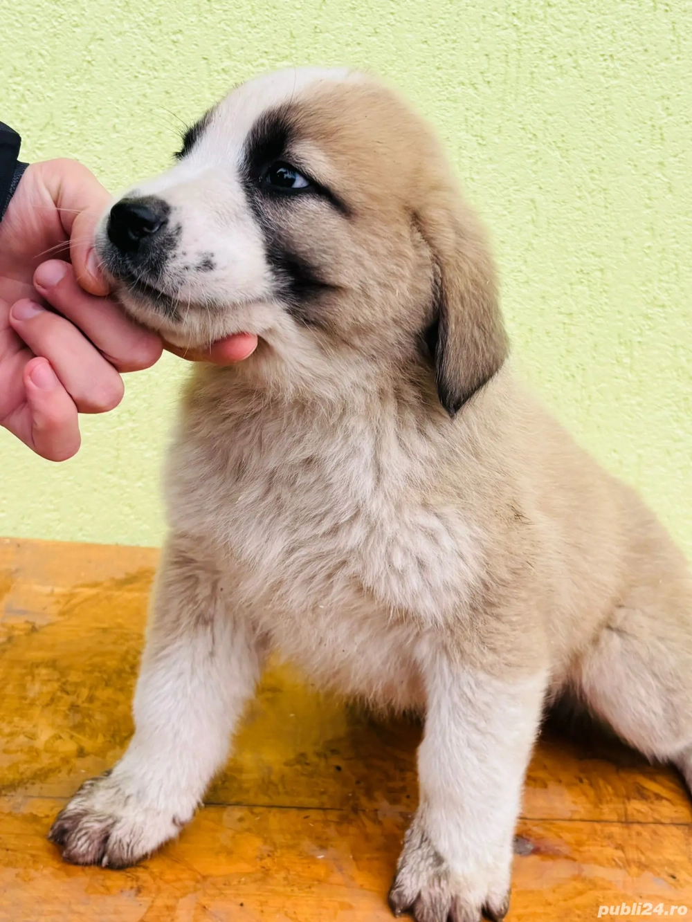 Alabai   Asia centrala cu pedigree