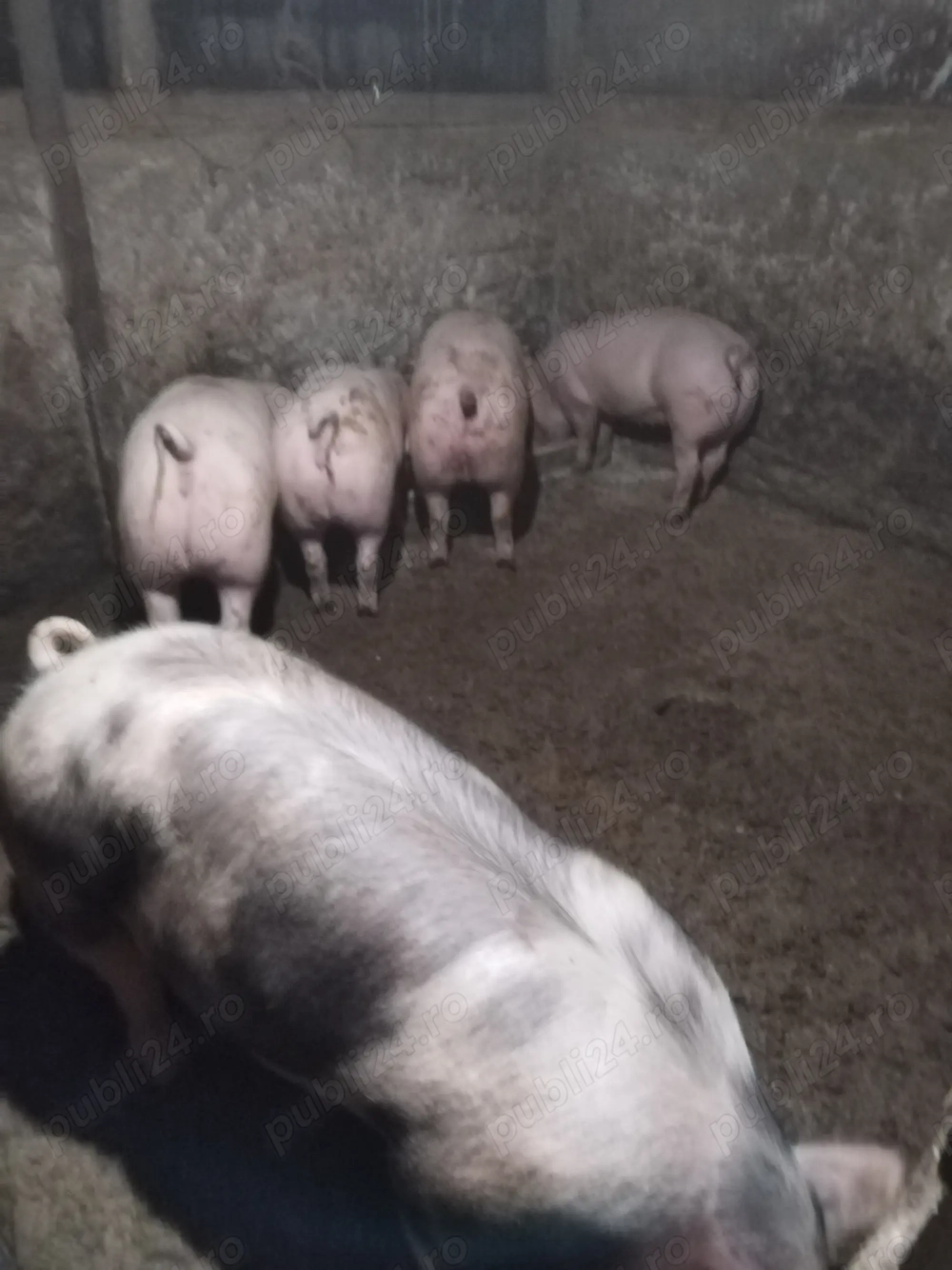 Porci și purcei de vanzare 